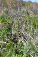 Image de Thalictrum simplex subsp. amurense (Maxim.) Hand