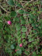 Image of Symphoricarpos × chenaultii Rehder