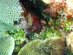 Image of Chain Moray Eel