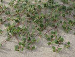 Image of Euphorbia vizcainensis Maya-Lastra & V. W. Steinm.