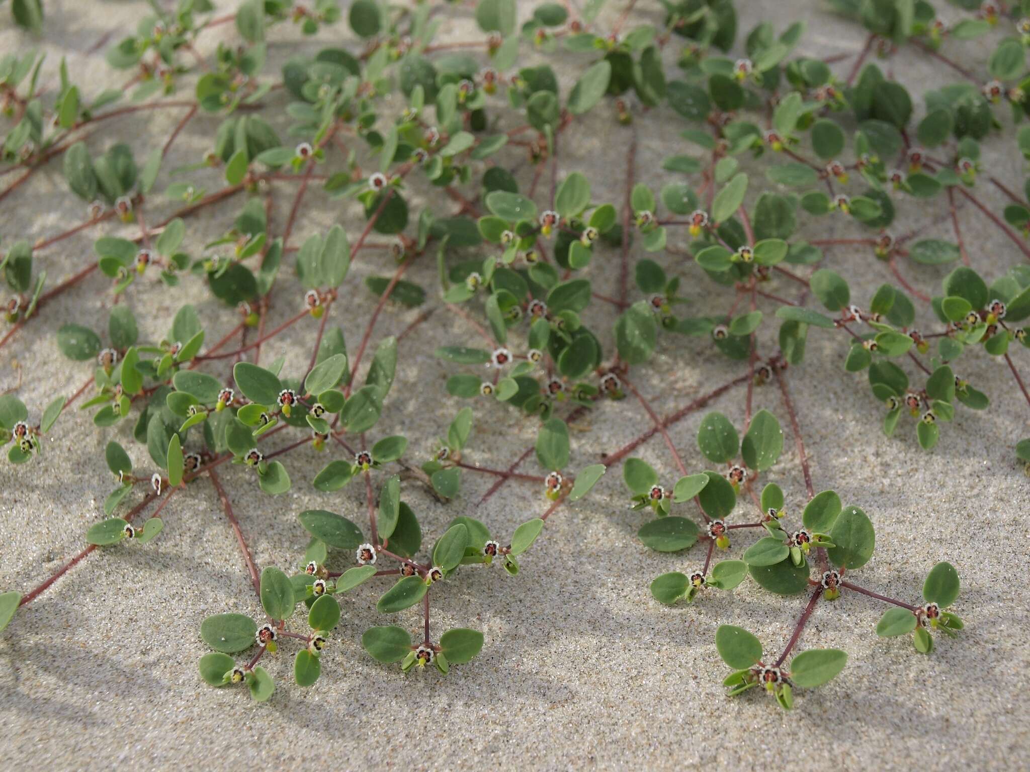 Image of Euphorbia vizcainensis Maya-Lastra & V. W. Steinm.