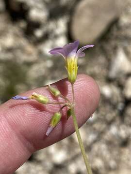 صورة Oxalis purpurascens Salter