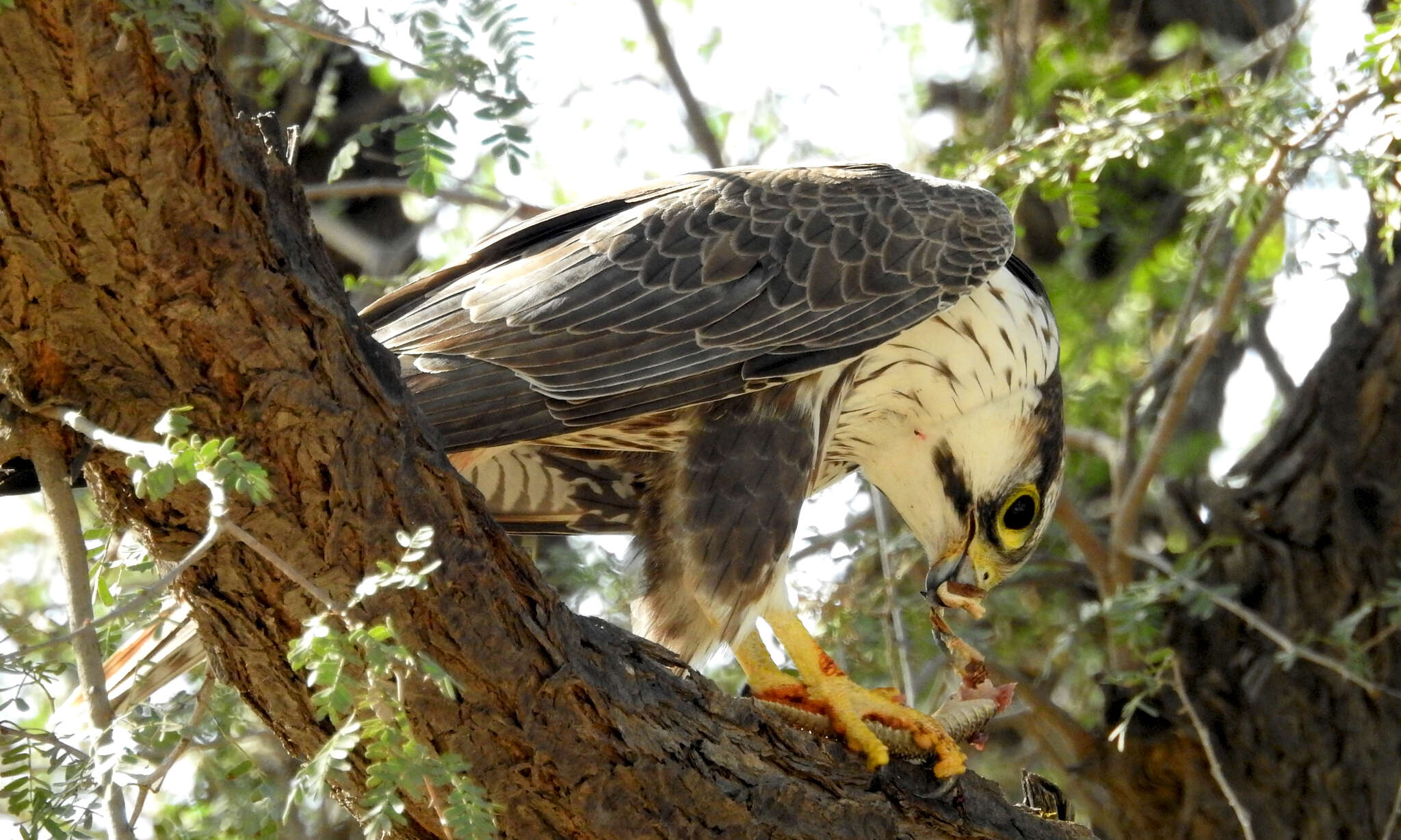 Image of Laggar Falcon