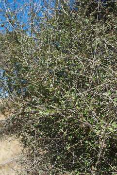 Imagem de Olearia fimbriata M. Heads