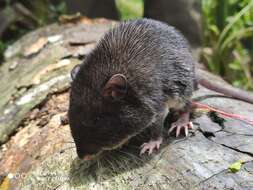 Image of Heteromys australis Thomas 1901