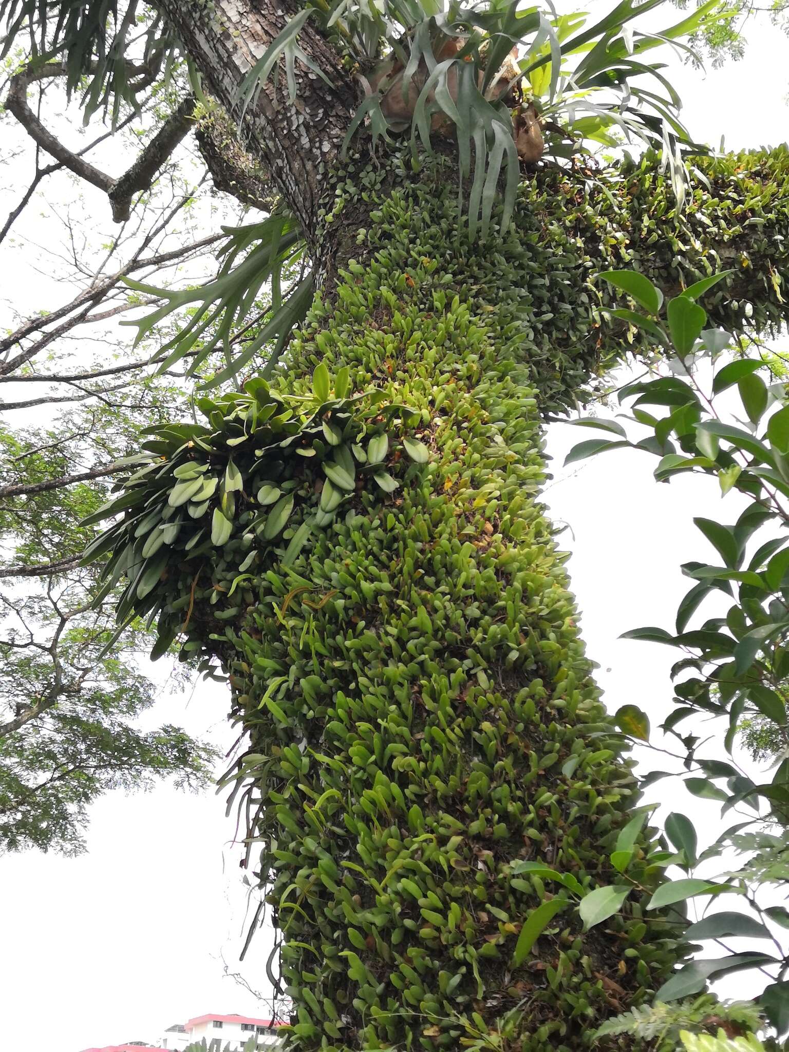 Image of Medusa's Bulbophyllum