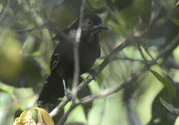 Image of Mato Grosso Antbird