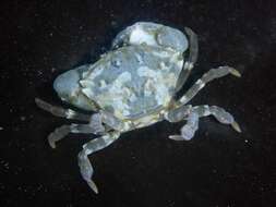 Image of knobkneed crestleg crab