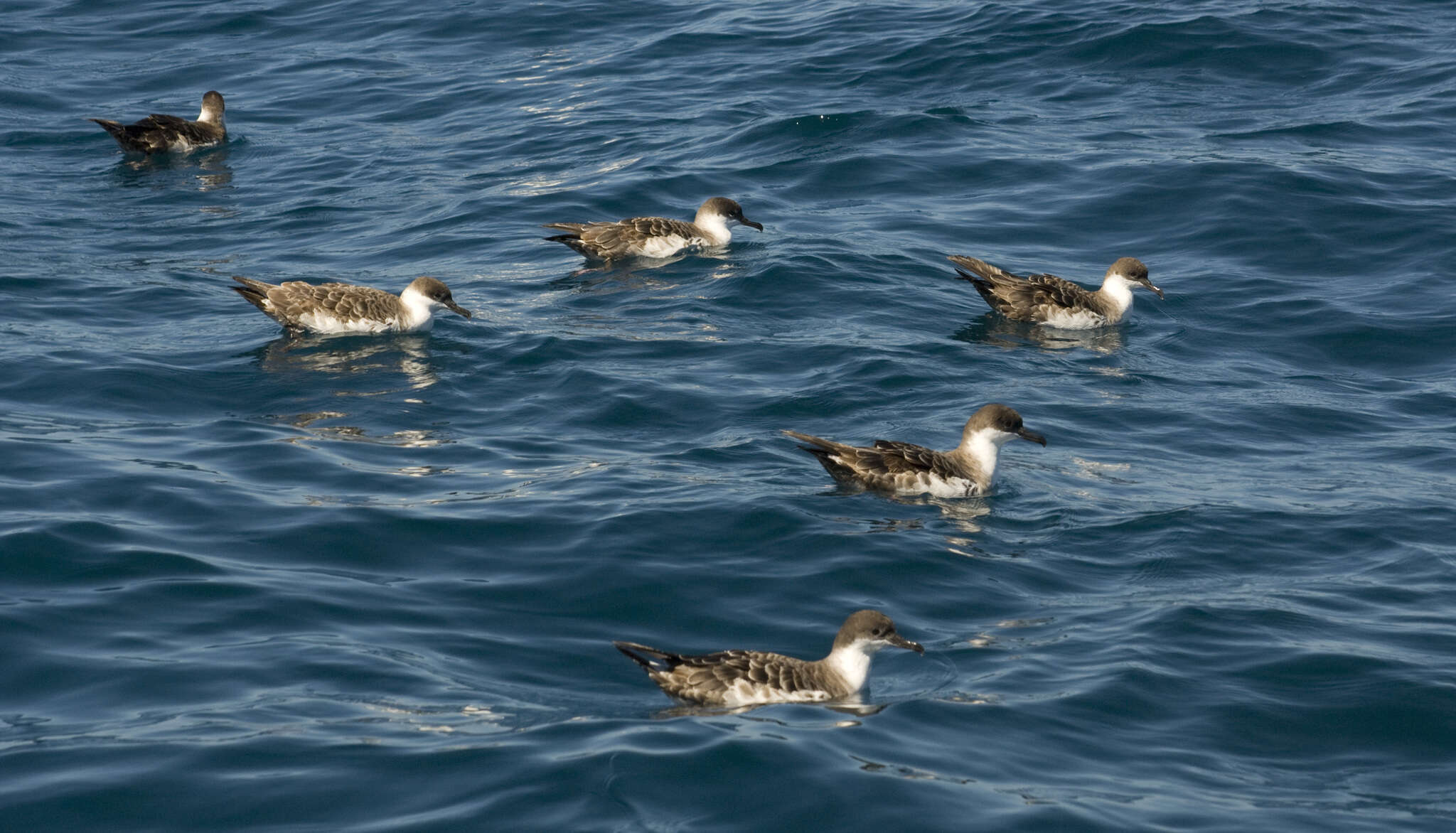 Image of Great Shearwater