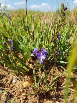 Image of Rotheca hirsuta (Hochst.) R. Fern.