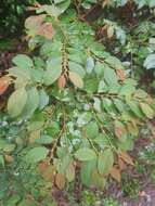 Image of Breynia oblongifolia (Müll. Arg.) Müll. Arg.