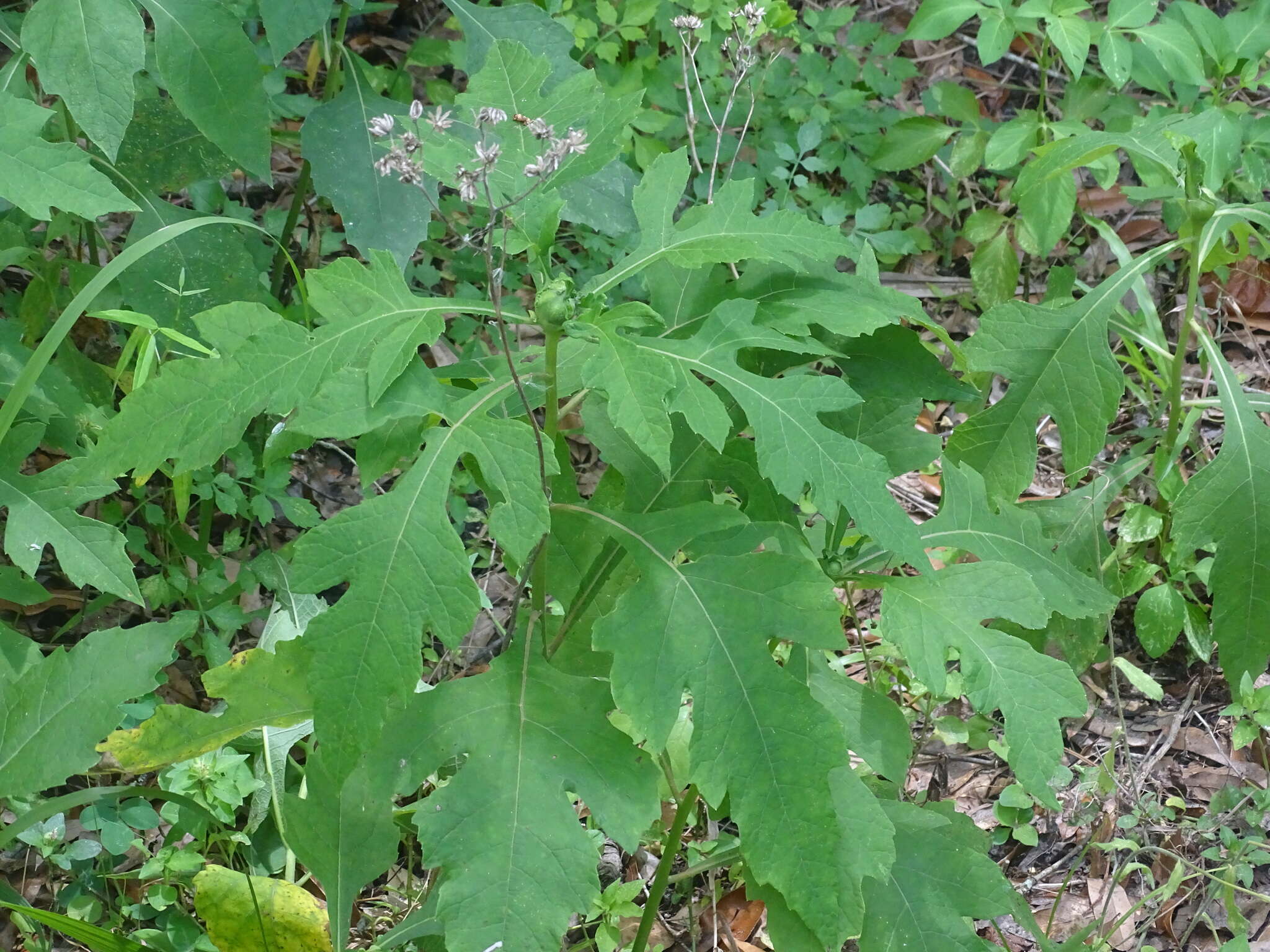 Image of white crownbeard