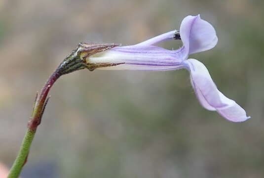 Imagem de Lobelia capillifolia (C. Presl) A. DC.