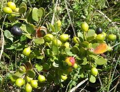 Image of Eugenia capensis subsp. gueinzii (Sond.) F. White