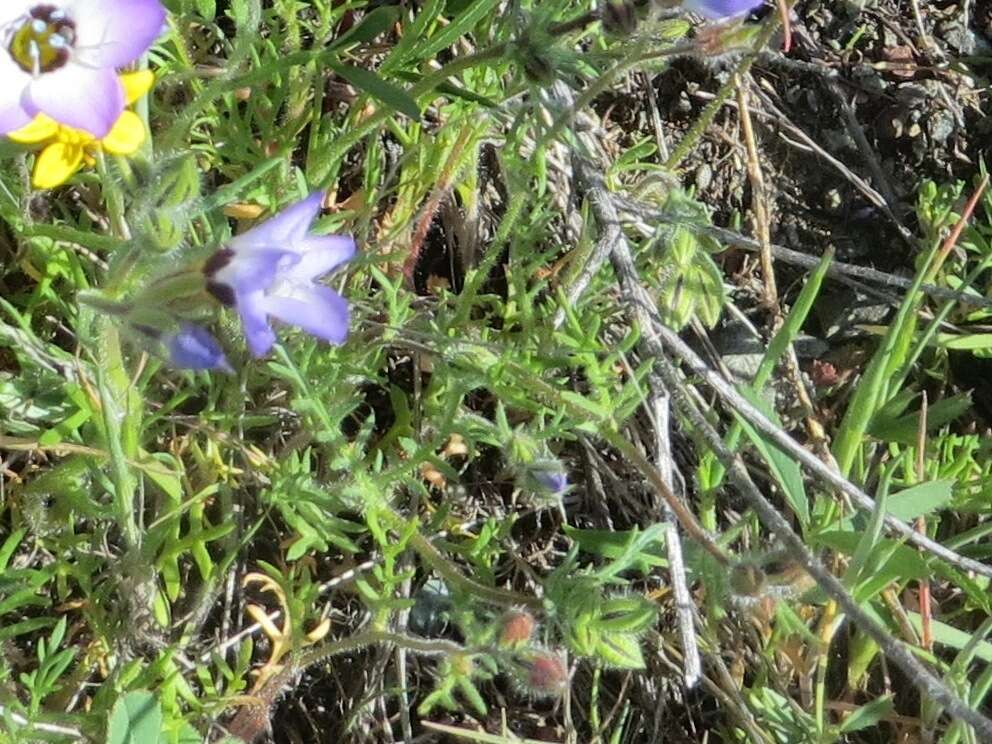 Image of bird's-eye gilia