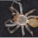 Image of Cicurina vibora Gertsch 1992