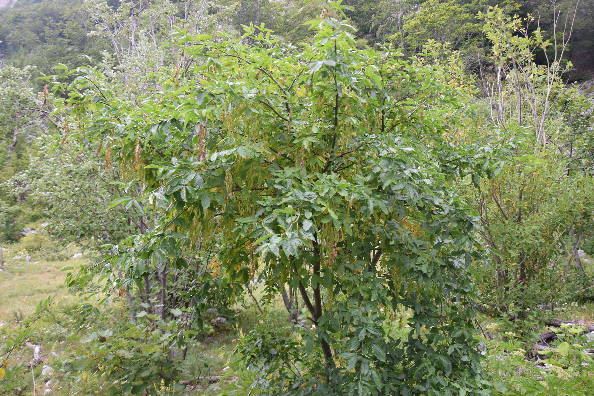 Plancia ëd Laburnum alpinum (Mill.) Bercht. & J. Presl