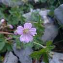 Imagem de Geranium potosinum H. E. Moore