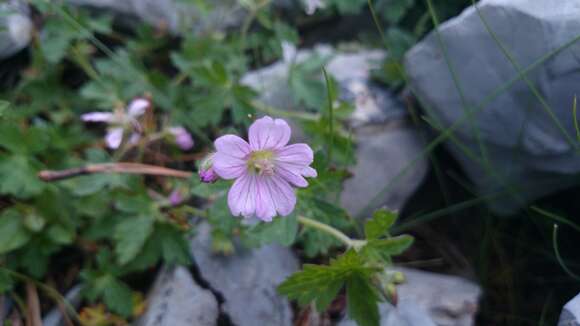 Sivun Geranium potosinum H. E. Moore kuva