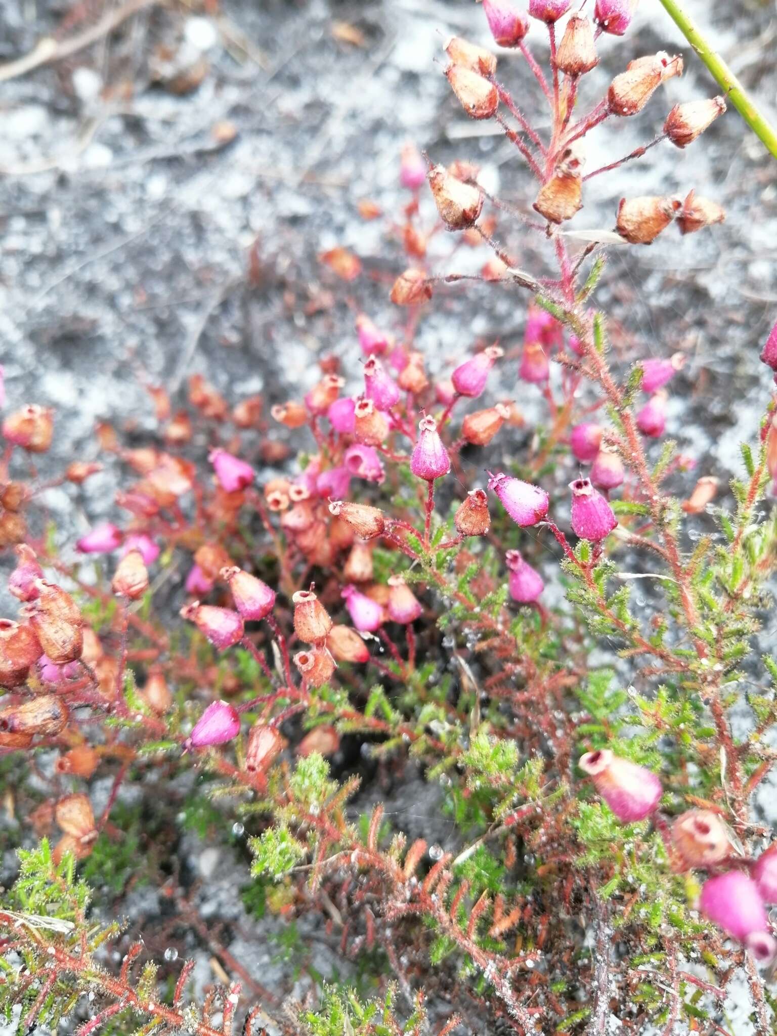 Image of Erica glutinosa Berg.