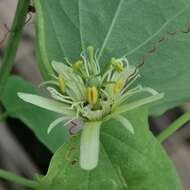 Image de Passiflora henryi Hemsl.