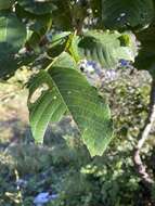 Plancia ëd Alnus nepalensis D. Don