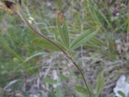 Image of Trifolium ochroleucon var. ochroleucon