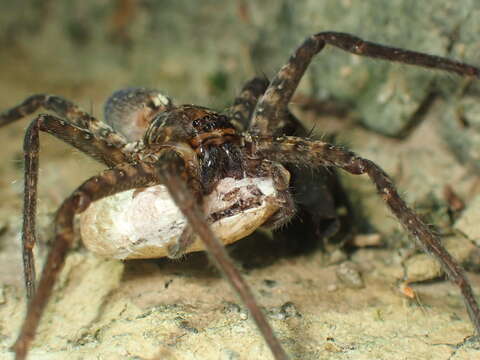 Слика од Heteropoda amphora Fox 1936