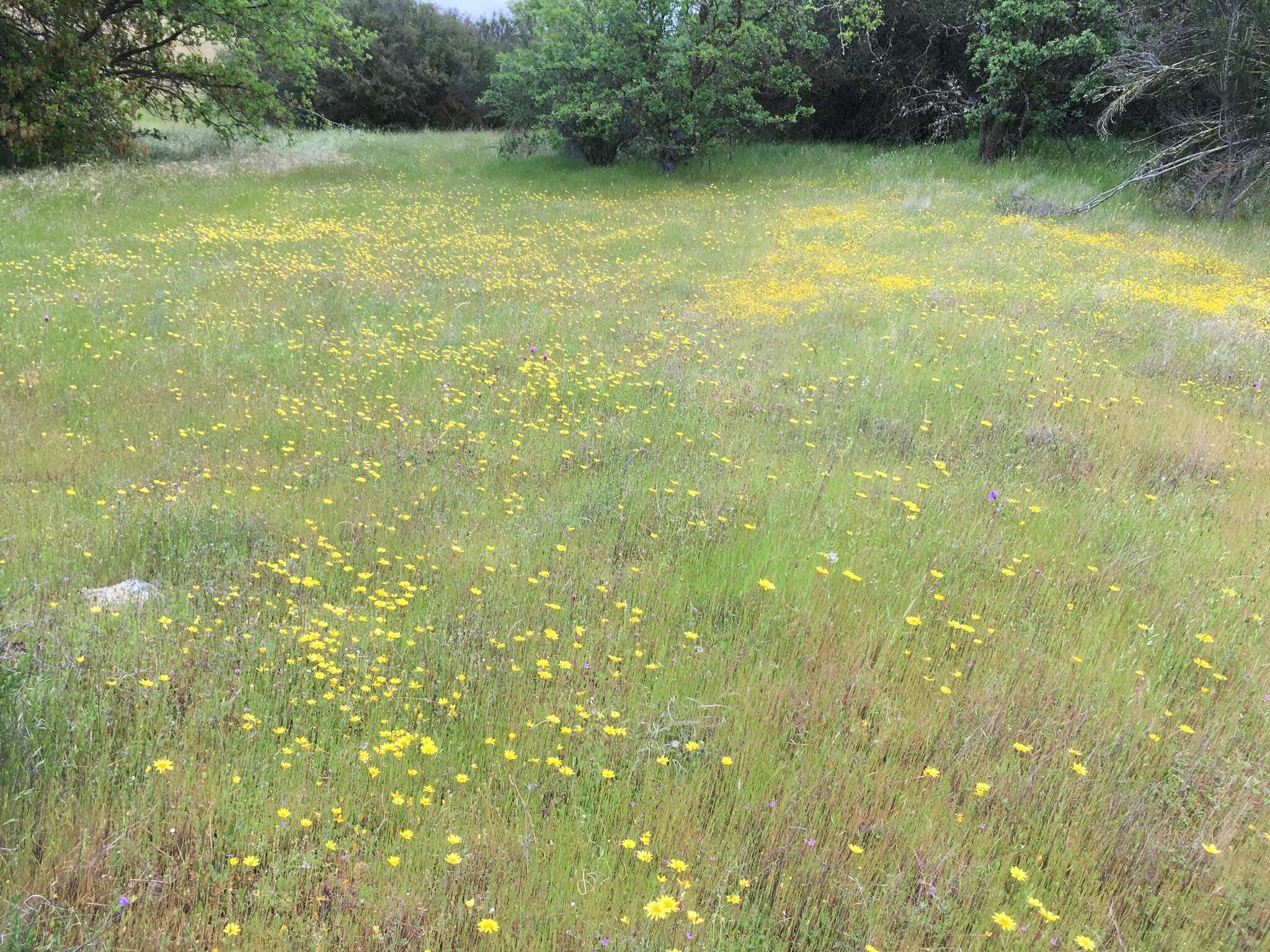 Image de Agoseris heterophylla (Nutt.) Greene