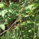 Image of Matelea chrysantha (Greenm.) R. E. Woodson