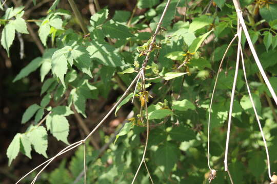 Image of Matelea chrysantha (Greenm.) R. E. Woodson