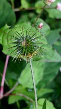 Image of Geum japonicum Thunb.