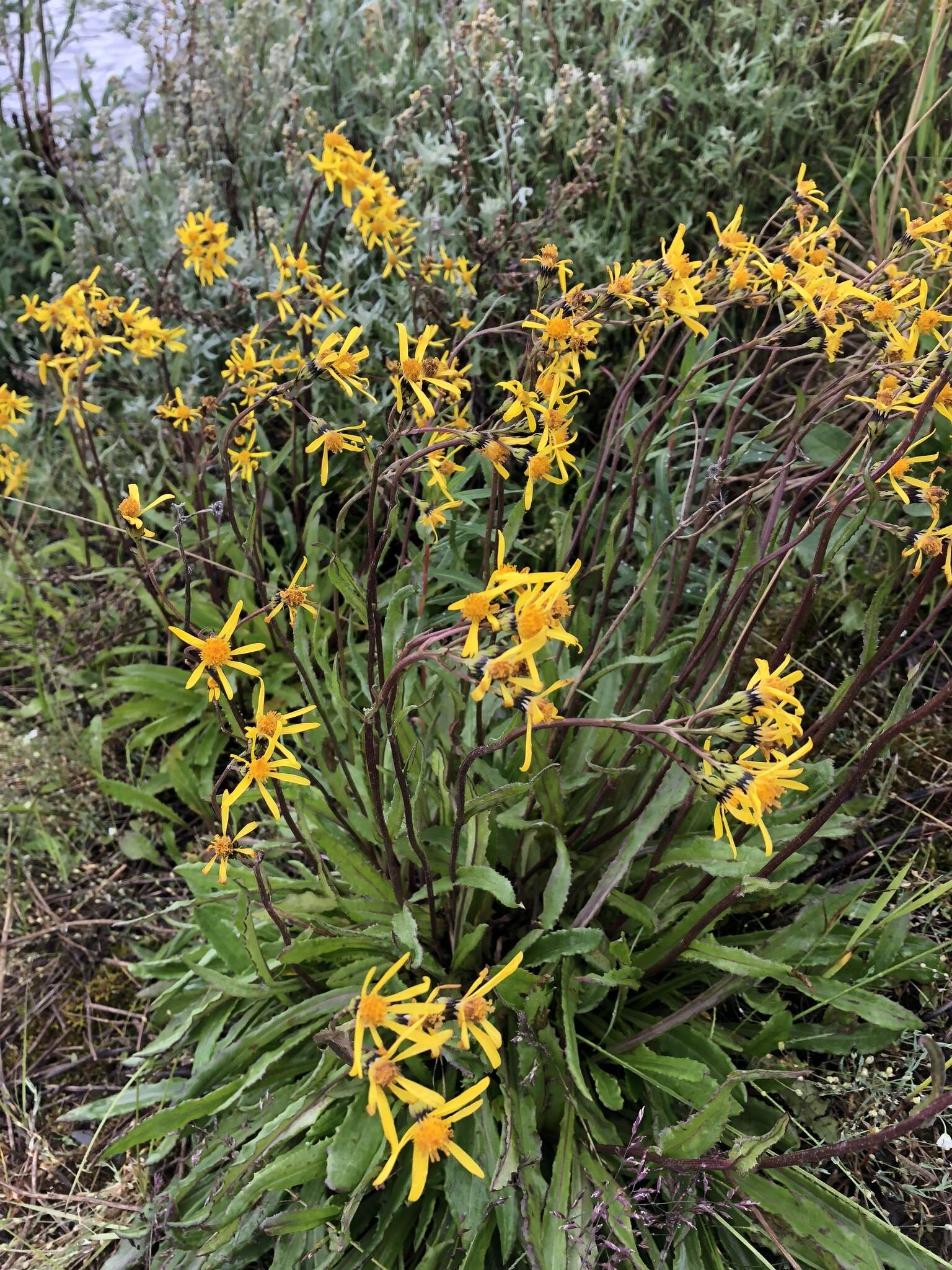 Image of Small Black-Tip Ragwort