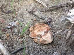 Image of Short-tailed horned lizard