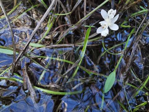 Image of Aponogeton angustifolius Aiton