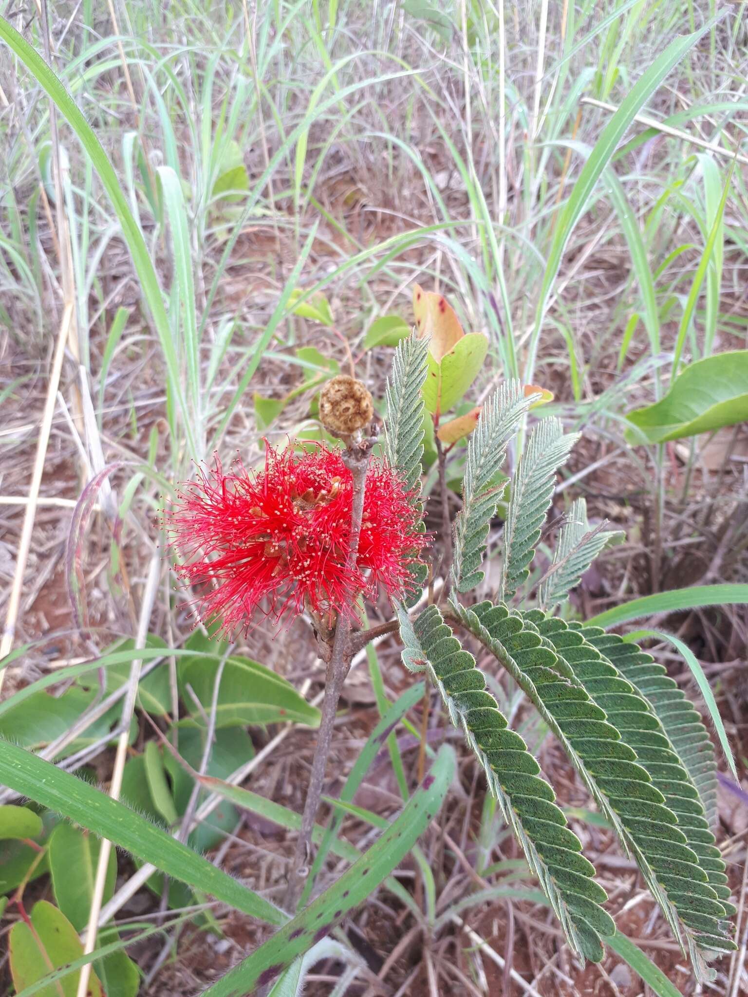 Calliandra dysantha Benth.的圖片