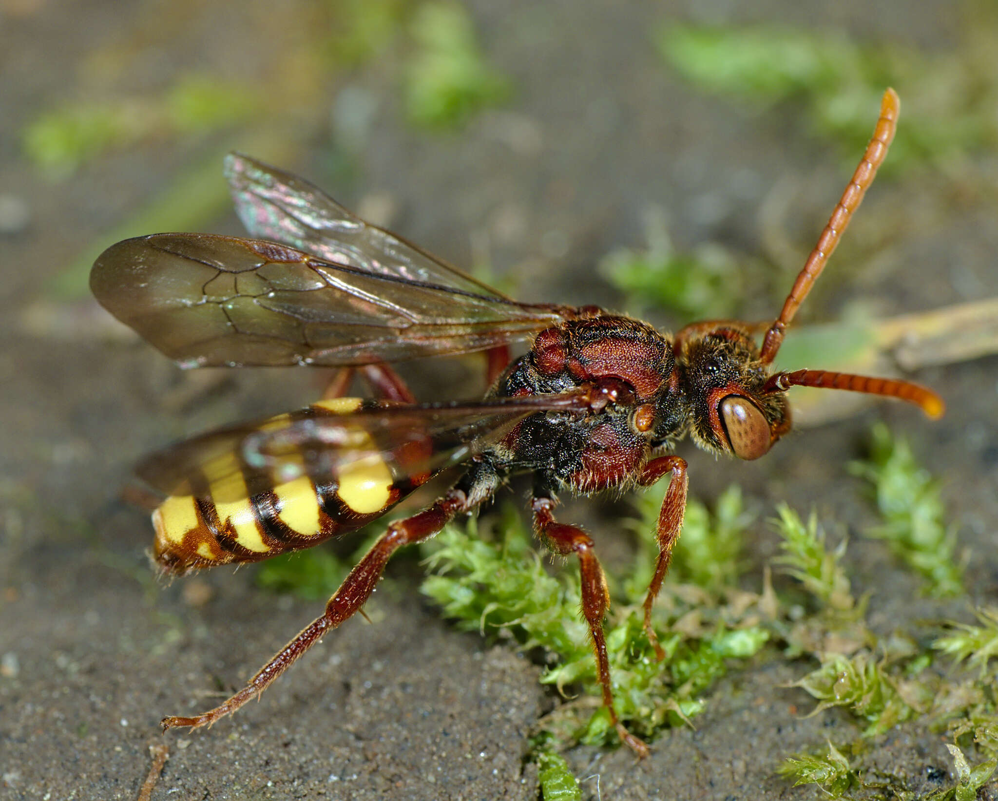 Image of Nomada flava Panzer 1798