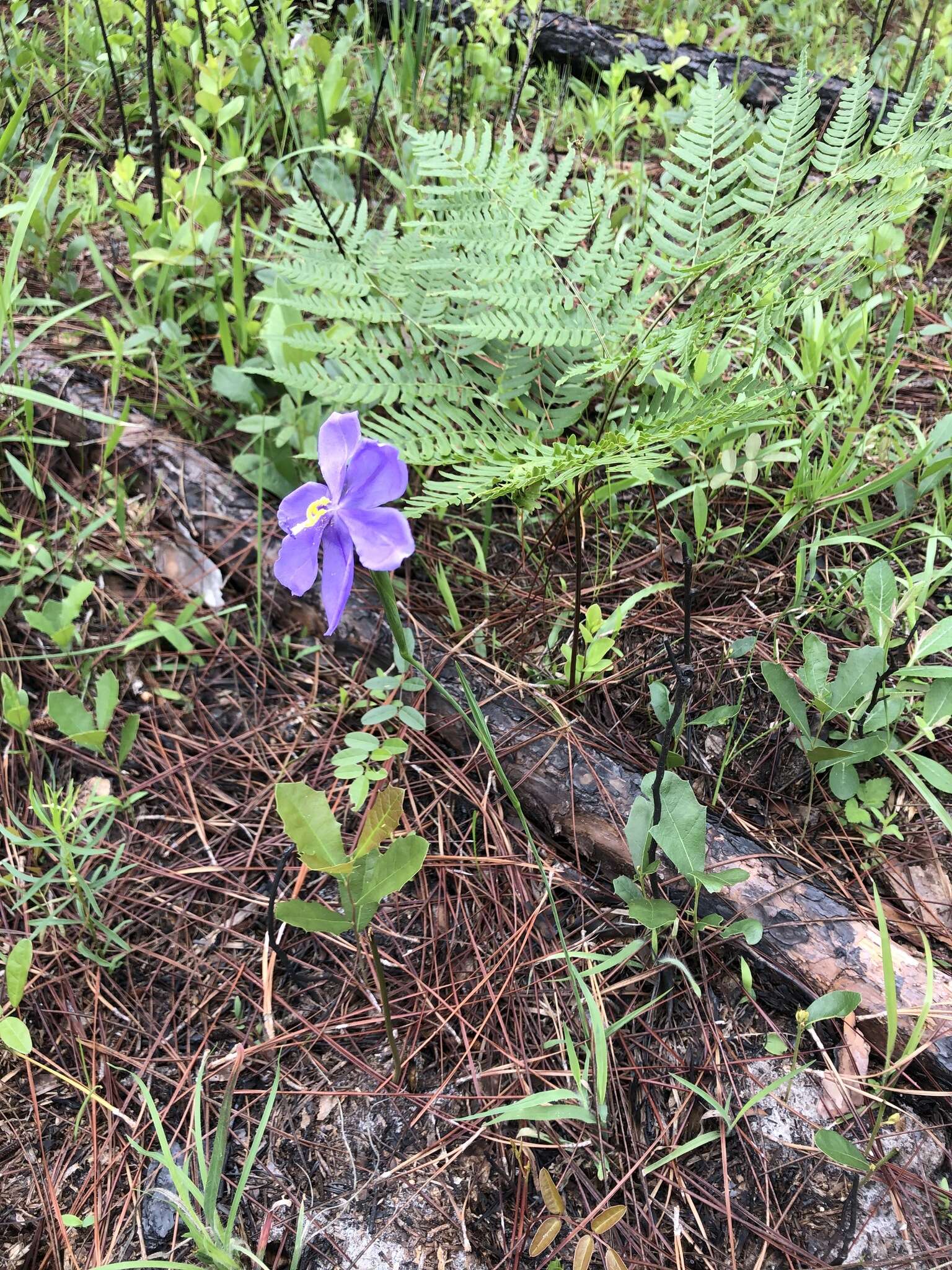 Imagem de Salpingostylis caelestina (W. Bartram) Small