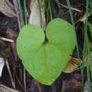 Image of Manchurian Wild Ginger