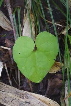 Image of Asarum heterotropoides F. Schmidt