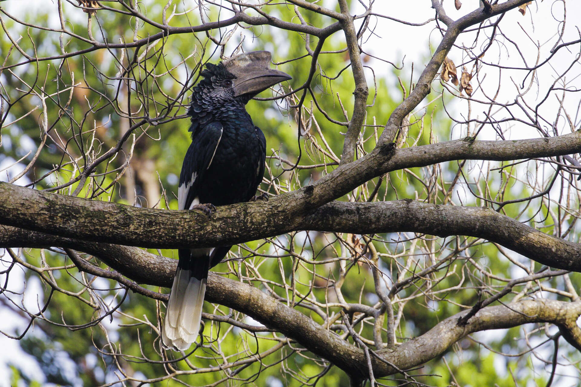 Image of Black-and-white Casqued Hornbill