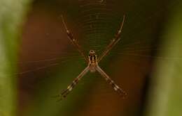 Image of Argiope dang Jäger & Praxaysombath 2009