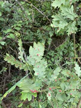 Image of Red-pea gall