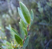 Imagem de Diospyros glabra (L.) De Winter