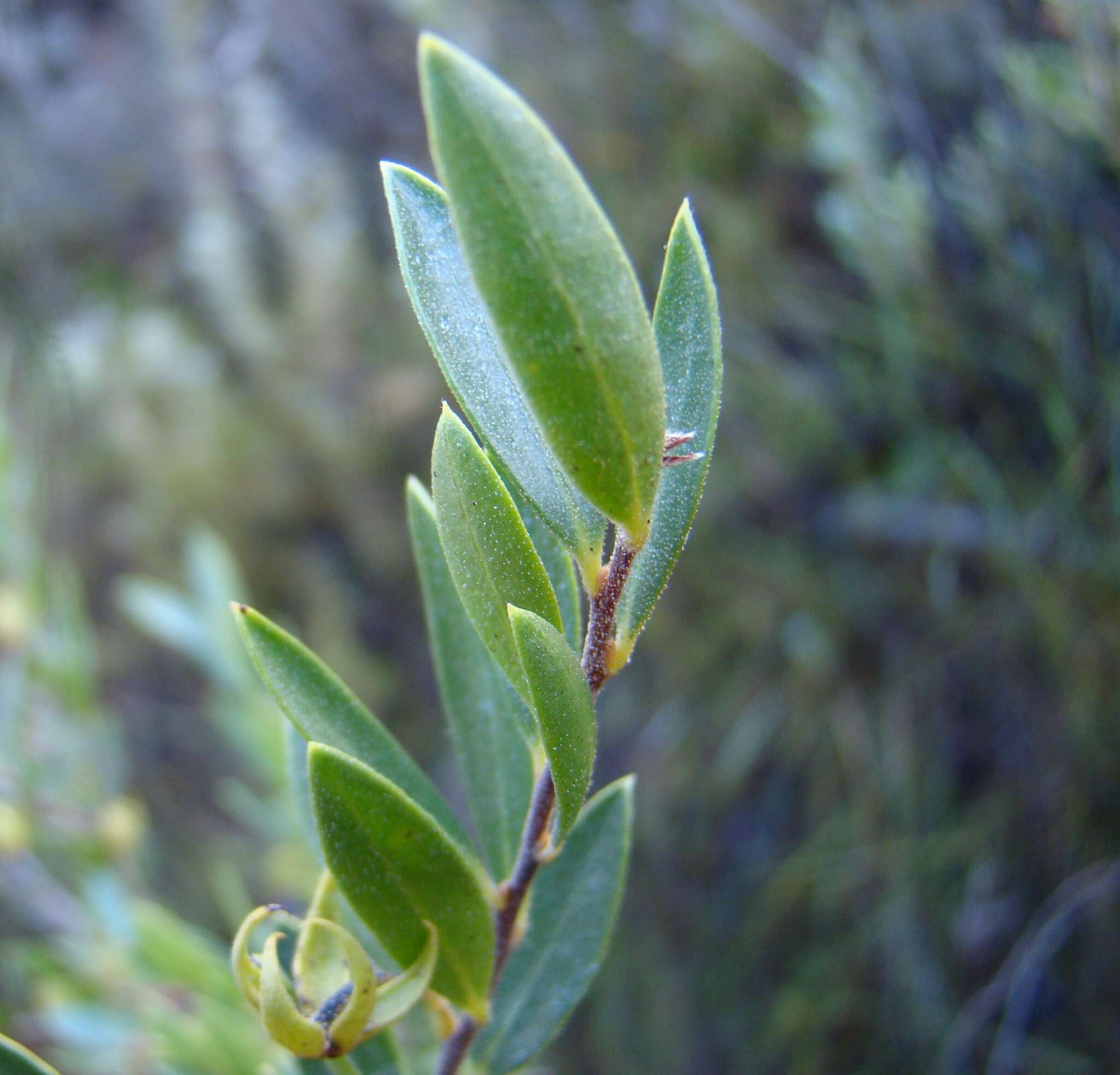 Imagem de Diospyros glabra (L.) De Winter