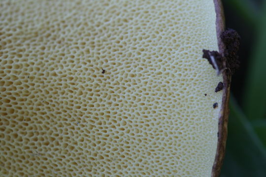 Image of <i>Suillus granulatus</i> (L.) Roussel 1796
