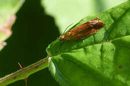 Image of Lathronympha