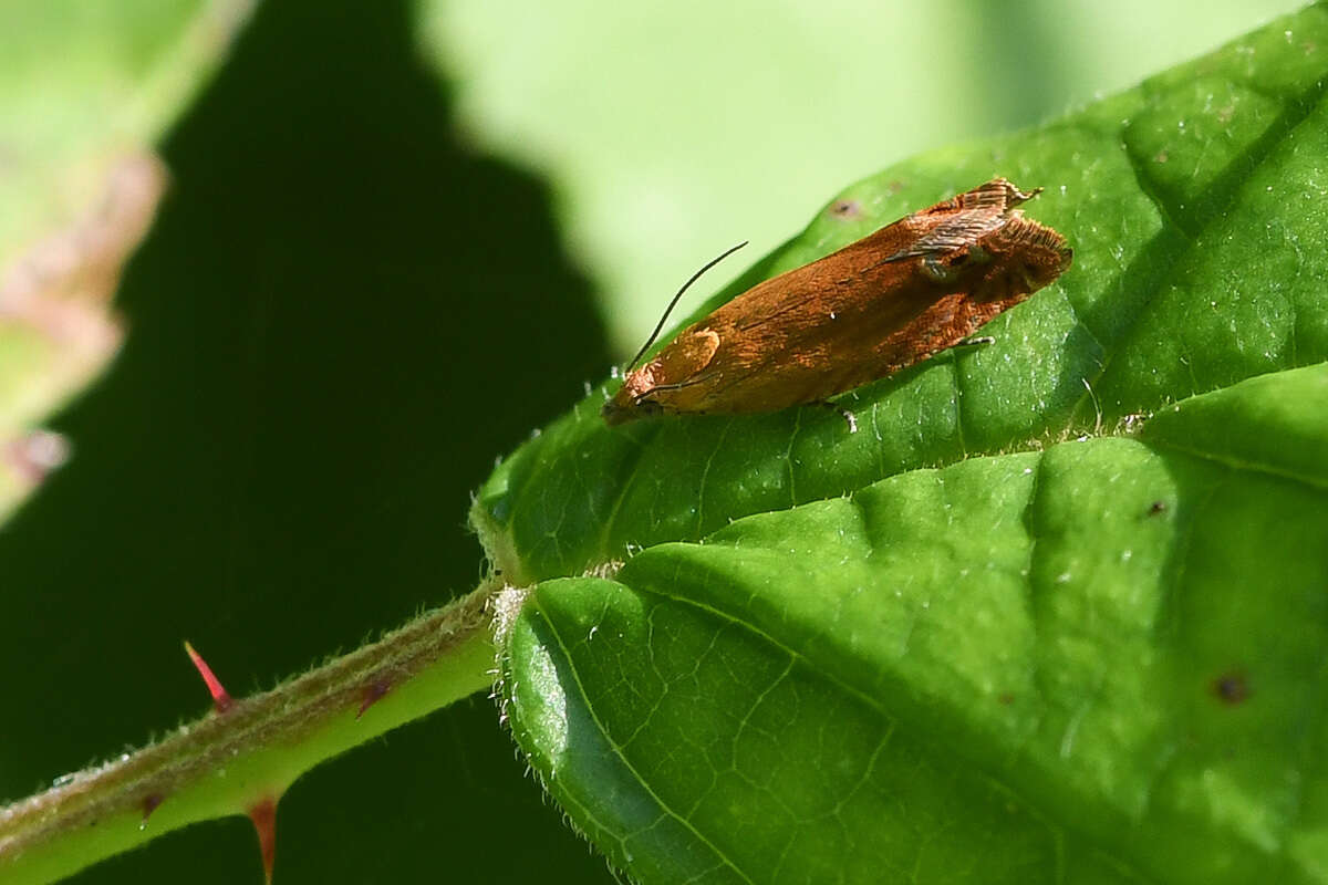 Image of Lathronympha