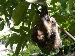 Image of Malayan Flying Lemurs