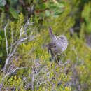 Image of Marmora's Warbler
